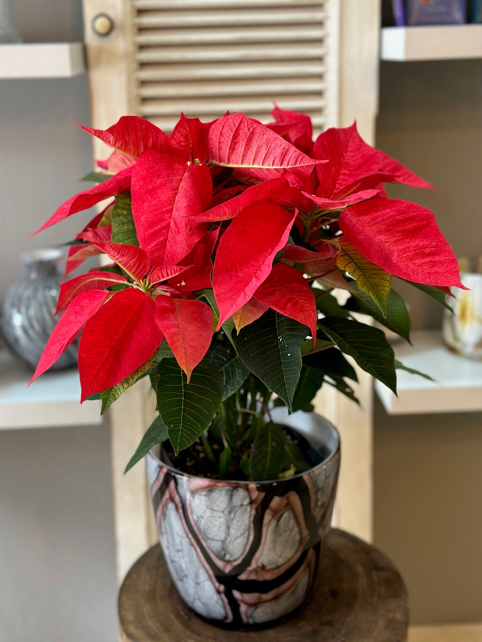 Pascua roja en base Onyx Flame de Fidrio