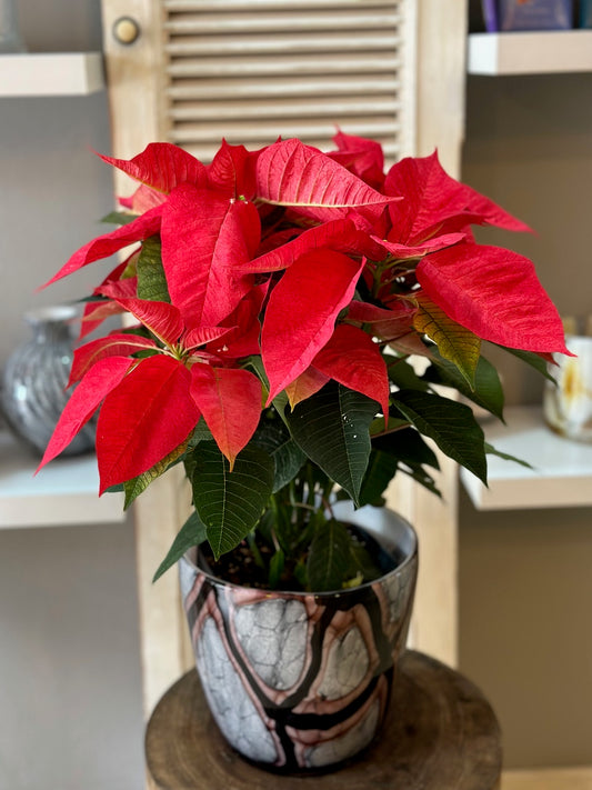 Pascua roja en base Onyx Flame de Fidrio