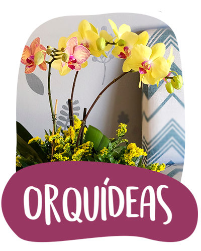 catalogo orquideas